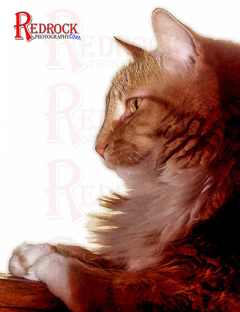 RedRock Pets 0079