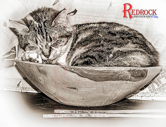 RedRock Pets 0080