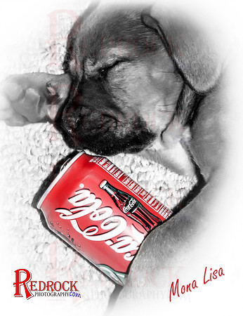 RedRock Pets 0081