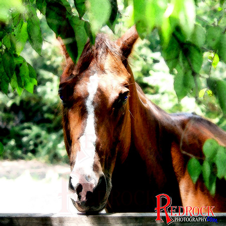 RedRock Pets 0110