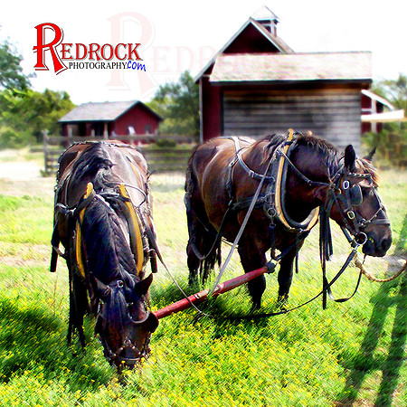 RedRock Pets 0111