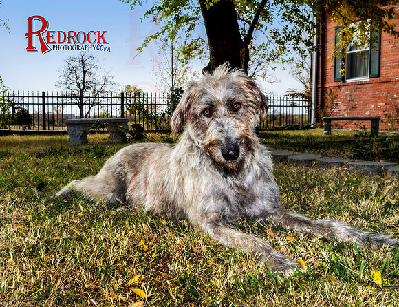 RedRock Pets 0117
