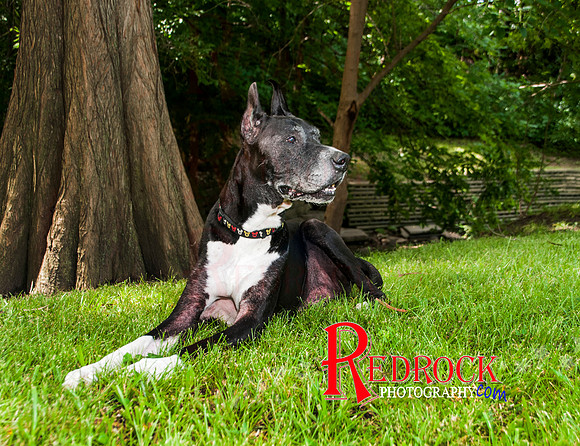 RedRock Pets 0175