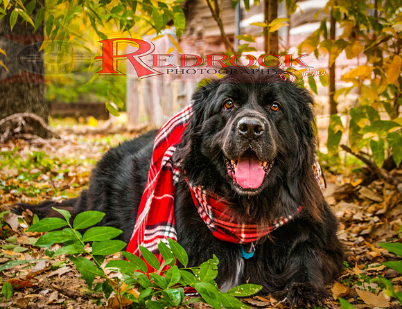 RedRock Pets 0223