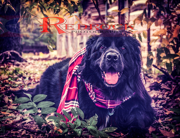 RedRock Pets 0230