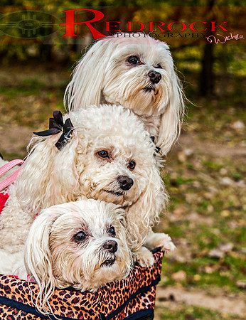 RedRock Pets 0251