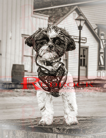 RedRock Pets 0252