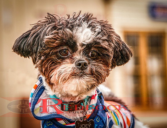 RedRock Pets 0253