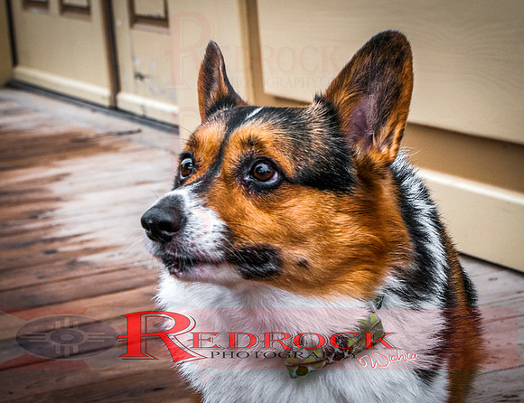 RedRock Pets 0254