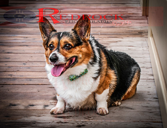 RedRock Pets 0255