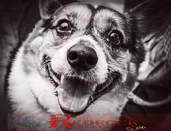 RedRock Pets 0256