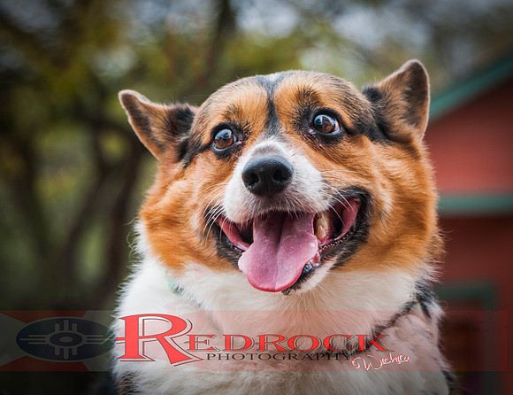 RedRock Pets 0257