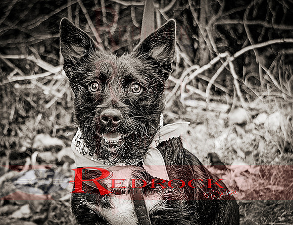 RedRock Pets 0258