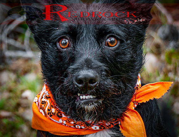 RedRock Pets 0259