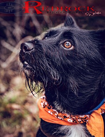 RedRock Pets 0260