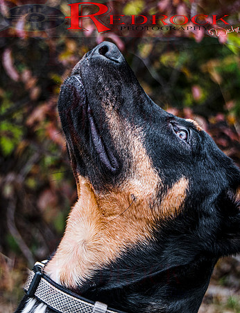 RedRock Pets 0267