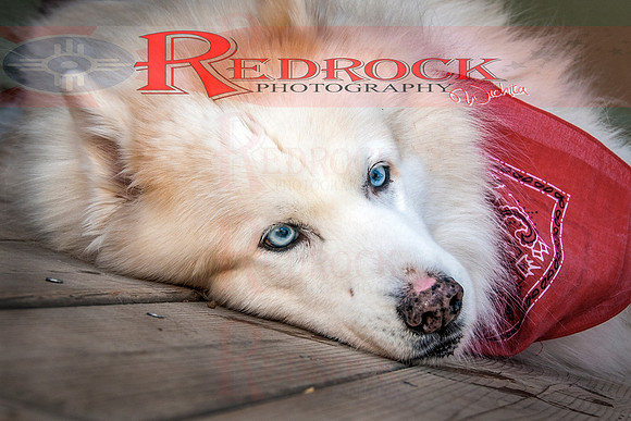 RedRock Pets 0285