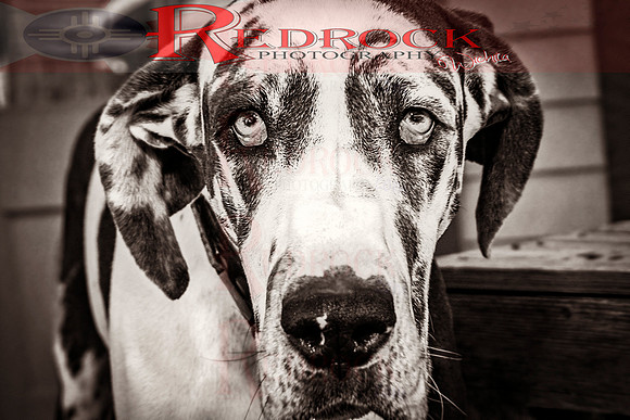 RedRock Pets 0278
