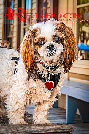 RedRock Pets 0283